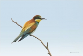 <p>VLHA PESTRÁ (Merops apiaster) jižní Morava ----- /European bee-eater - Bienenfresser/</p>